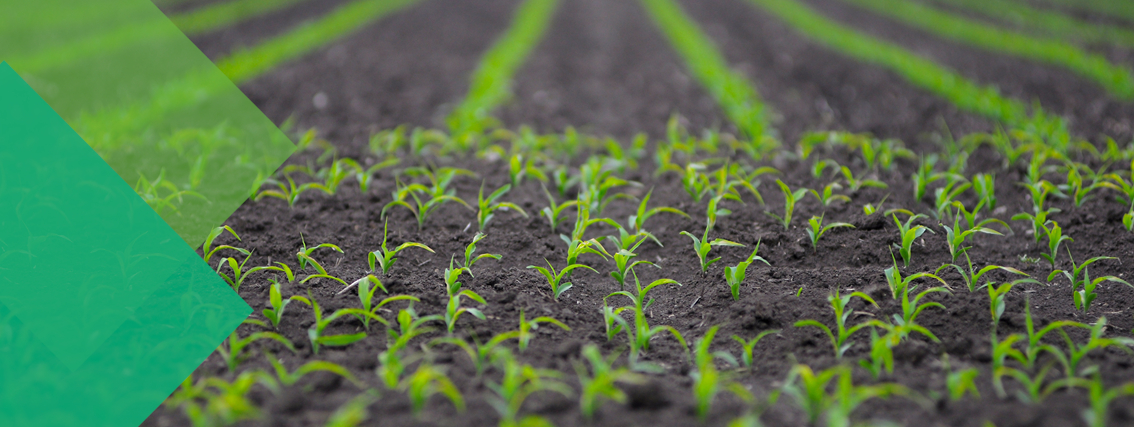 IPM, Organic/Precision Farming