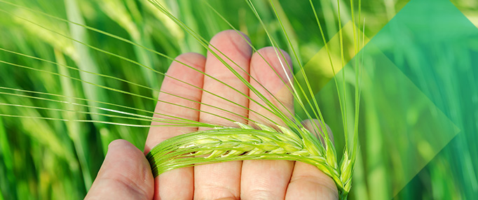 PP Agrochemicals Biorationals KeyVisual
